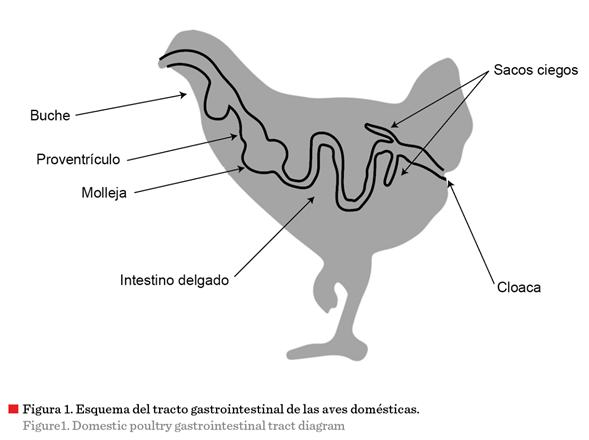 Diagrama, Esquemático

Descripción generada automáticamente